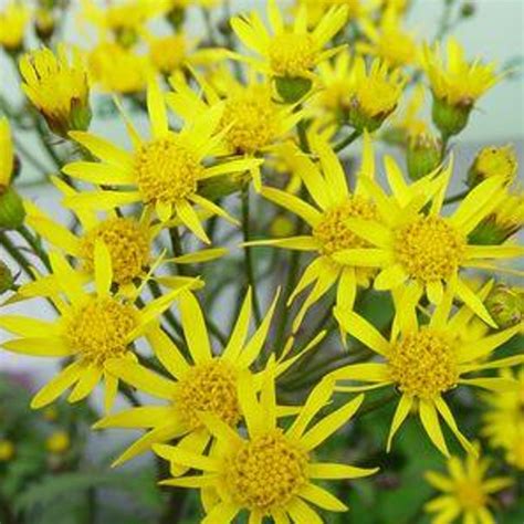 Golden Ragwort | Plant Addicts