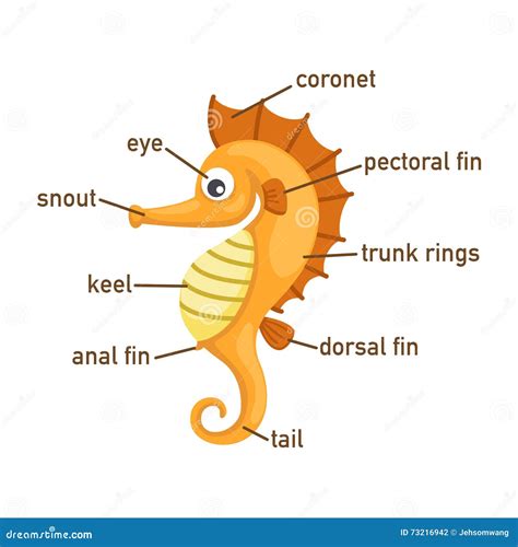 Illustration of Sea Horse Vocabulary Part of Body Stock Vector - Illustration of science, book ...