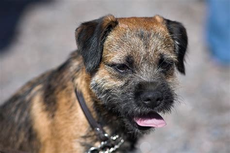 Border Terrier - Dogs breeds | Pets