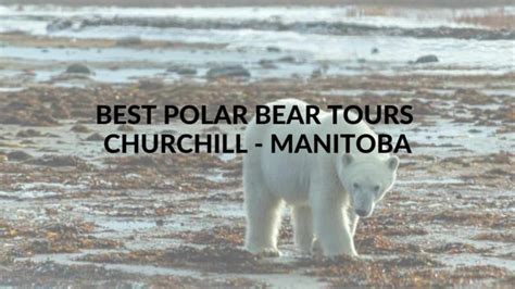 3 Amazing Polar Bear Tours From Churchill, Manitoba - What Tour Should You Take?