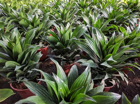 Dracaena Janet Craig Care: Everything You Need to Know