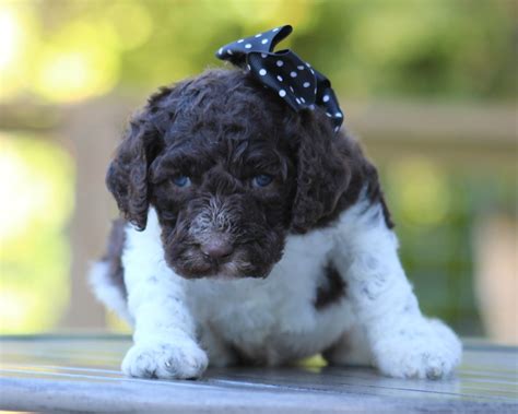 AKC Standard Poodle Puppies – Dogwood Homestead