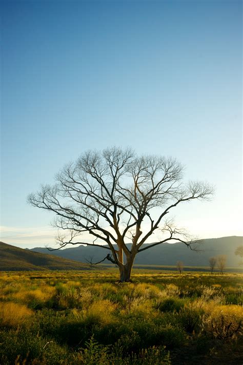 Single Tree In Nevada Wilderness Free Stock Photo - Public Domain Pictures