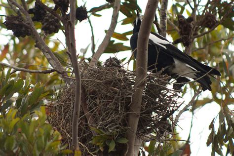 The Remarkable Nesting Process of Australian Magpies: Location, Incuba – The Magpie Whisperer