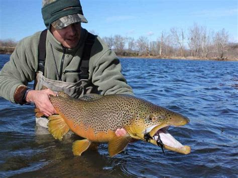 Arkansas's White River Trout Fishing - 5 Star Lodge