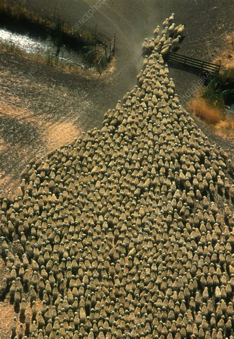 Sheep herding - Stock Image - E764/0198 - Science Photo Library