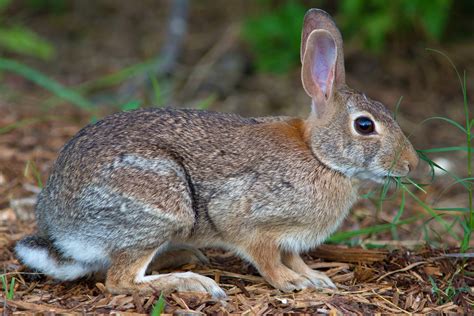 eastern cottontail ss - Meigs Point Nature Center