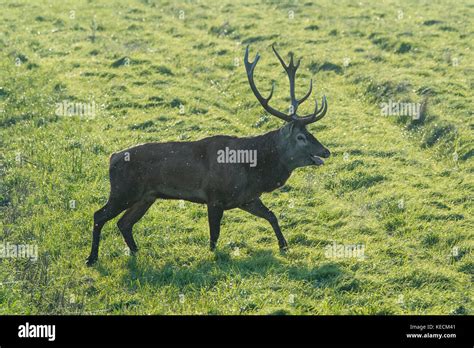 Red Deer male in mating season Stock Photo - Alamy