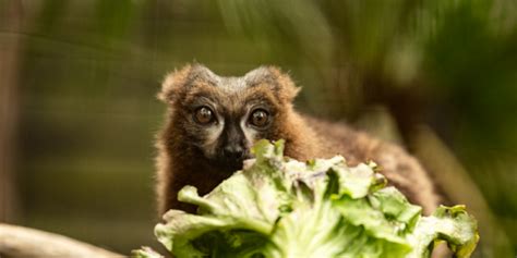 Buy Lemur and Meerkat Experiences Tickets online - Shaldon Zoo