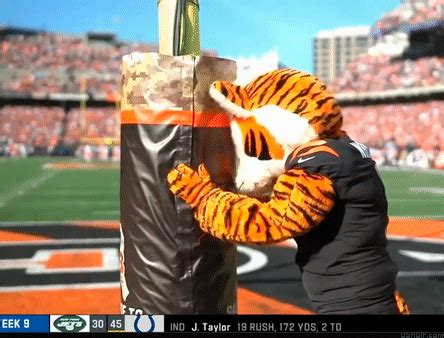 42 Cincinnati Bengals Mascot GIF Animation