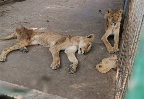 FOUR PAWS Cares for Starving Animals in Sudan - FOUR PAWS International - Animal Welfare ...