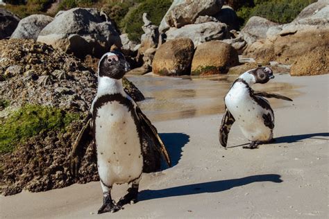 Visiting the Penguins at Boulders Beach - South Africa | A Little Off Track