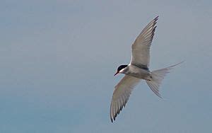 Arctic tern Facts for Kids