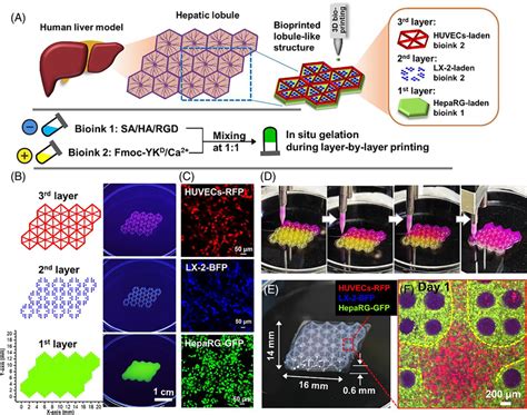 (A) Schematic diagram of in vitro construction of liver organoids with ...