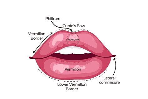 Lip Anatomy Inside