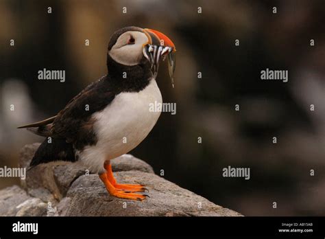 Puffin with Sand Eels Stock Photo - Alamy