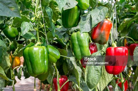 Pohon Lada Hijau Dan Merah Manis Di Kebun Paprika Foto Stok - Unduh Gambar Sekarang - Paprika ...