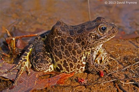 N. Crawfish Frog - McCracken Co. KY | Northern Crawfish Frog… | Flickr