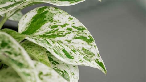 Why Marble Queen Pothos Leaves Turn Yellow? The Reason!