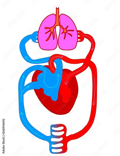 Heart circulatory system plane , Blood flow anatomy, is made up of blood vessels that carry ...