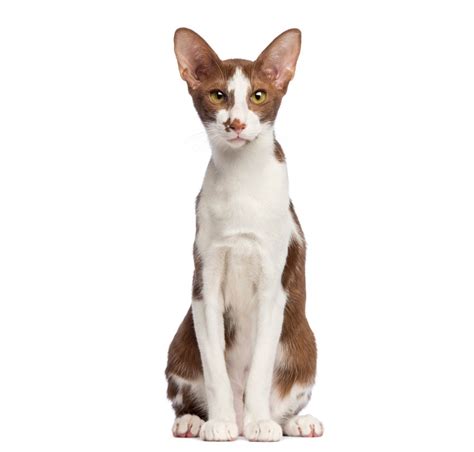 Oriental Shorthair Cat | Cat Breed Info And Characteristics