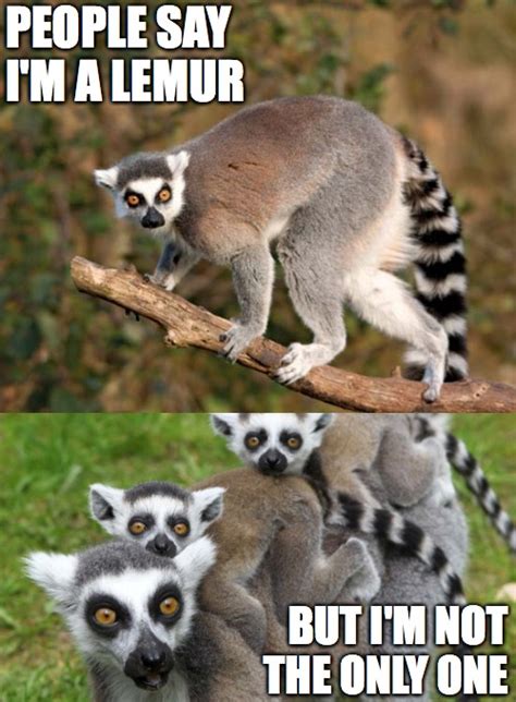 Lemur Hand Meme