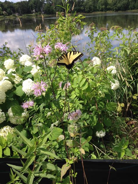 Pollinator Habitat | Create Bee and Butterfly Habitat Minnesota — Giving Tree Gardens