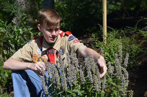 ‘If you plant it they will come’: Bee and butterfly garden projects are ...