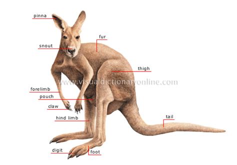 ANIMAL KINGDOM :: MARSUPIAL MAMMALS :: KANGAROO :: MORPHOLOGY OF A KANGAROO image - Visual ...