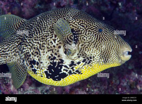 Map Puffer, Arothron mappa, night dive, Boo East dive site, Misool ...