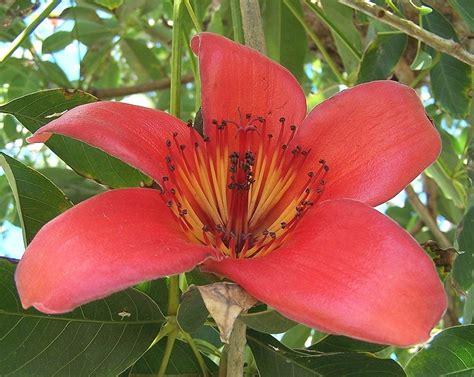 Bombax ceiba | Flower of Bombax ceiba (Bombacaceae), Anderso… | Flickr