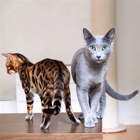 Blue Bengal Cat