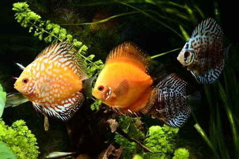 18 Most Beautiful Freshwater Aquarium Fish (With Pictures) | Hepper