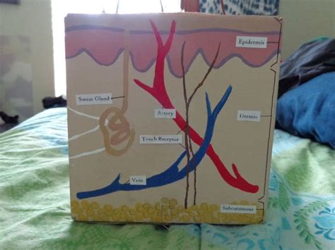 Anatomy 3D Skin Model in 2022 | Human body science projects, Integumentary system project, Cells ...