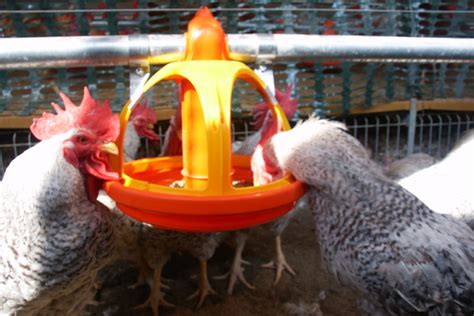 Poultry equipment manufacturer - Modern free range poultry systems ...