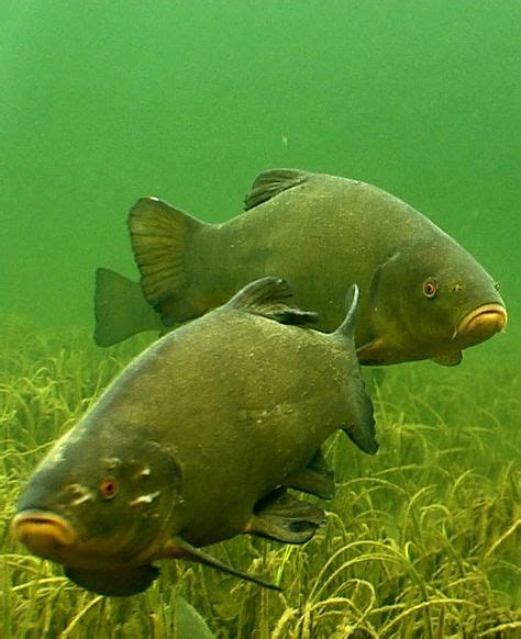 TENCH Tench are medium-sized, heavy, deep-bodied fish. They can be found in soft-bottomed lakes ...