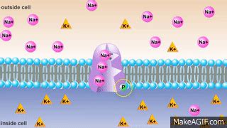 The Sodium-Potassium Pump on Make a GIF