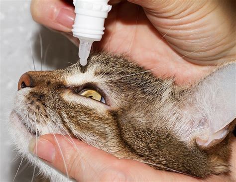 Feline Herpes In Cats And Kittens: Herpesvirus Symptoms & Treatment