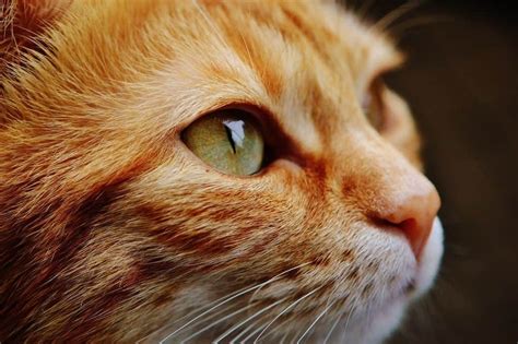 Types Of Cat Eye Discharge And What They Mean | Cloud 9 Vets