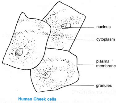 Plant Cell Under Microscope Labeled 40X / Lab Comparing Plant And Animal Cells Biology I - Draw ...