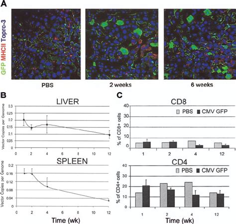 LV-mediated GFP expression in GFP transgenic mice. (A) Confocal immuno ...