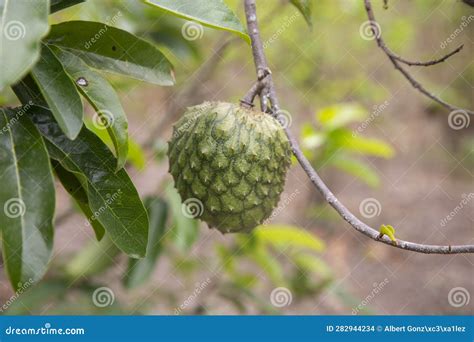 Annona Muricata, Soursop or Graviola is a Tree in the Annonaceae Family ...