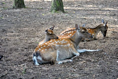 Fotos gratis : fauna silvestre, Zoo, mamífero, vertebrado, Corzo ...