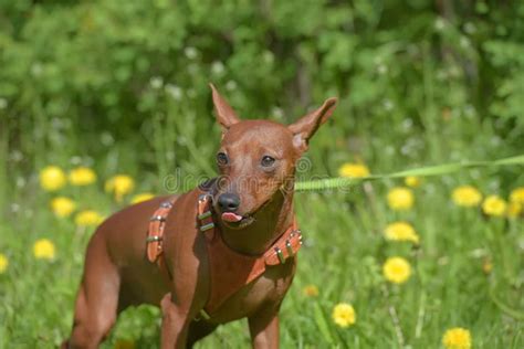 Miniature Pinscher with Uncut Ears in the Park Stock Image - Image of eyes, grass: 174784521