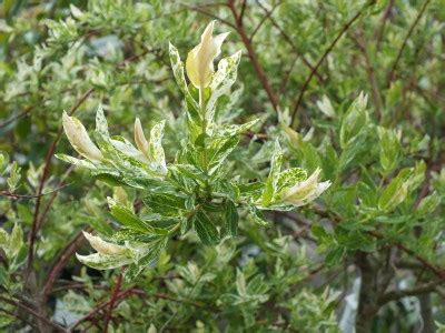 Salix integra 'Hakuro-Nishiki' Standard specimen