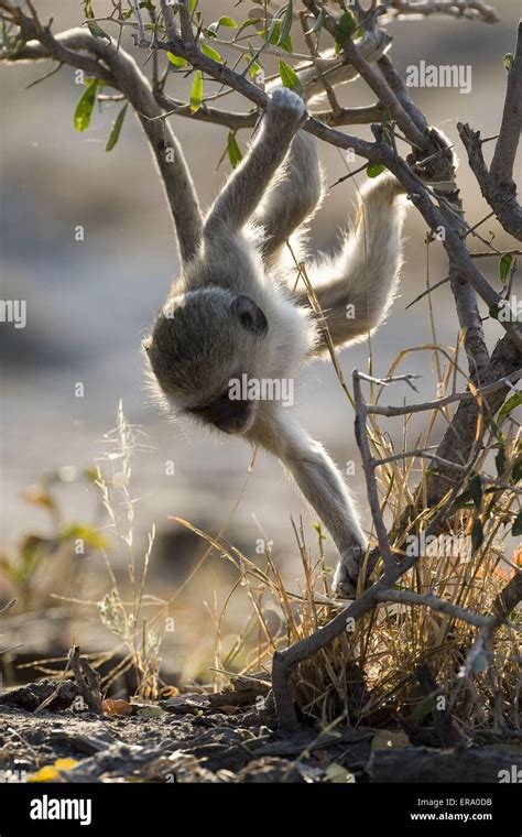 Behavior monkeys hi-res stock photography and images - Alamy