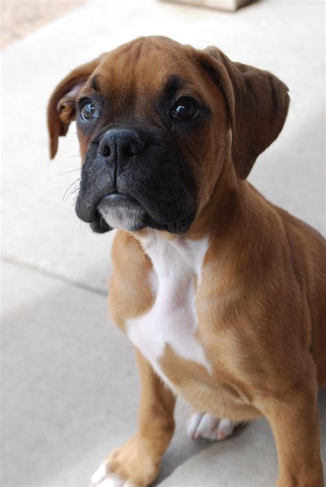 2 month old boxer puppy | Boxer puppies, Boxer dogs funny, Boxer dog breed