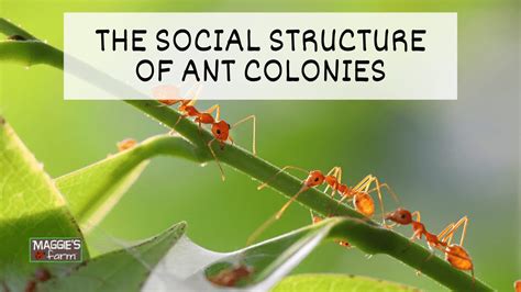 Ant Colony Structure