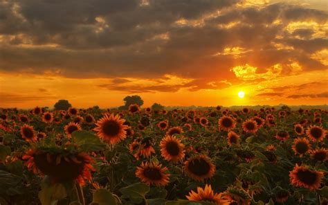 nature, Sunflowers Wallpapers HD / Desktop and Mobile Backgrounds