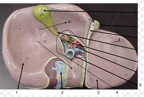 Porta Hepatis Lymph Node Liver Anatomy, PNG, 1451x978px, Watercolor ...